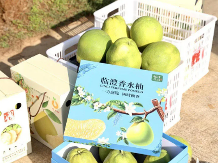 人民网 | “临澧味道”香水柚抢“鲜”登场