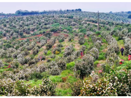 常德新闻联播 | 临澧：油茶丰收 林农增收