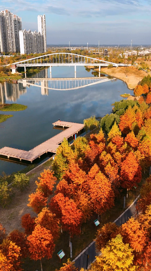 冬日的暖阳倾泻，临澧安福烟花公园倒映着红光，一片片绝美红杉林像打翻了“颜料盘”，在临澧大地上绘出了冬日“限定”画卷。