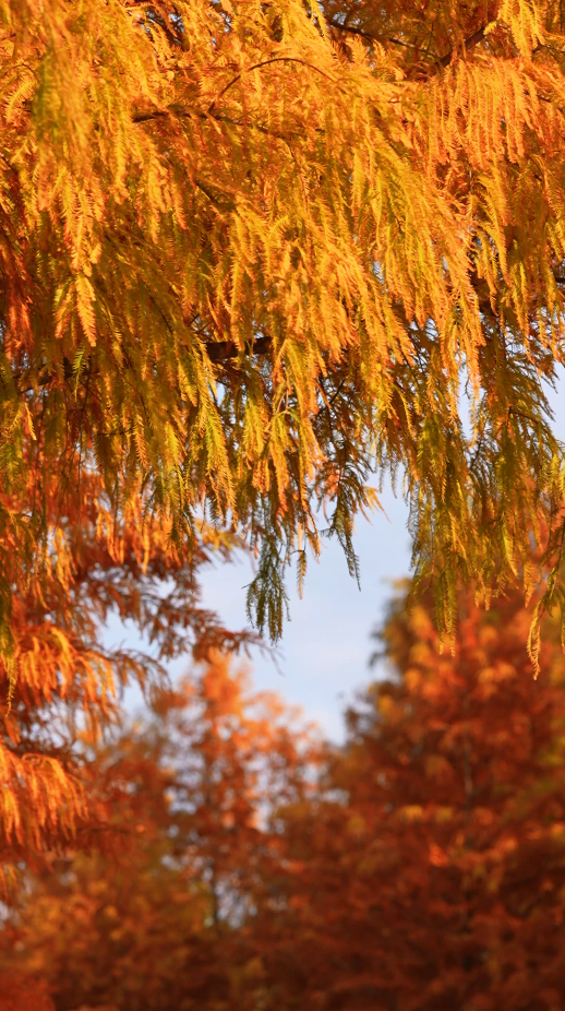 层层叠叠的红叶在阳光下泛着温润的光泽，微风轻轻拂过，落叶簌簌飘下。
