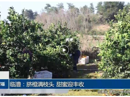 常德新闻联播 | 临澧：脐橙满枝头 甜蜜迎丰收