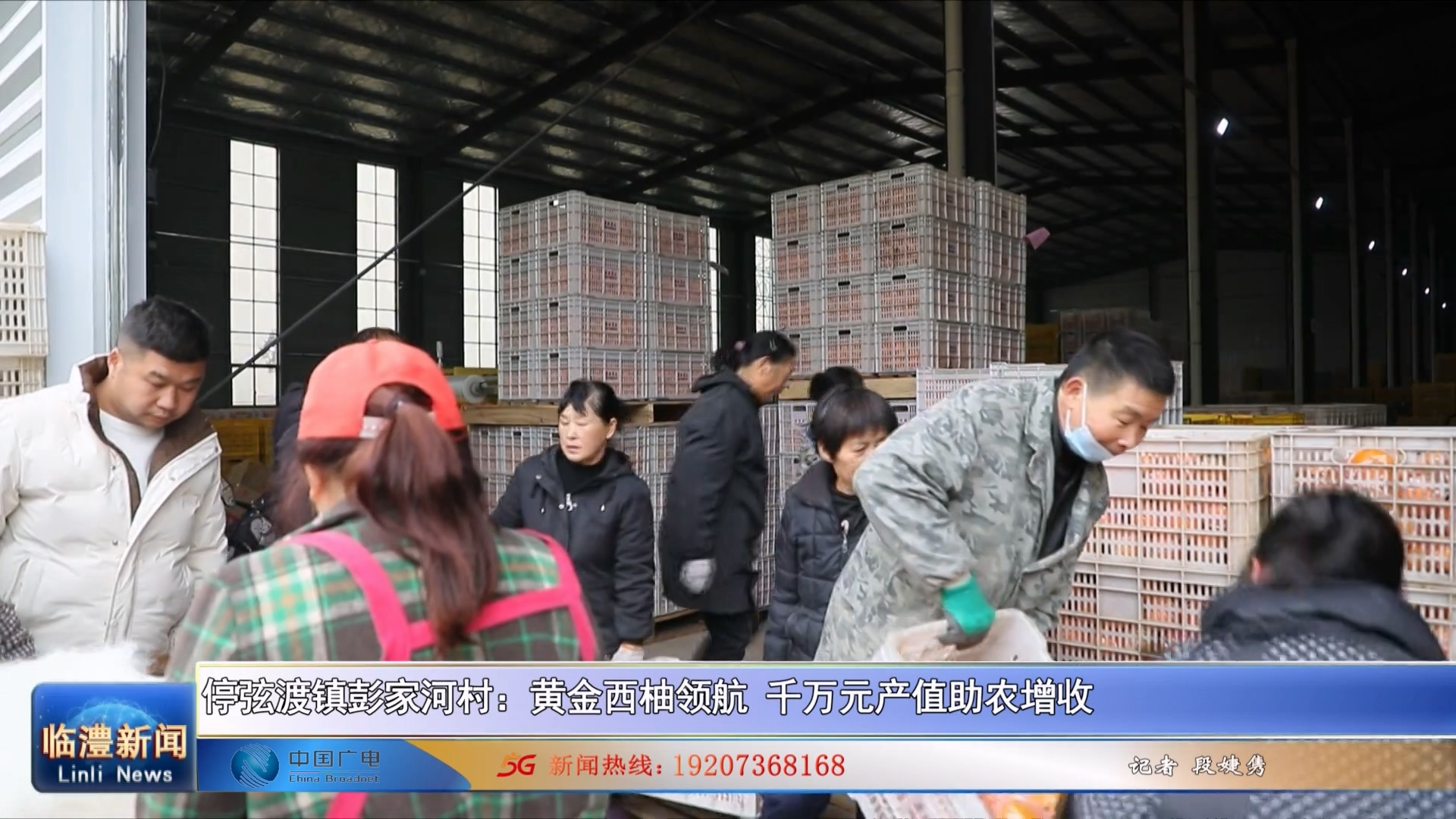 停弦渡镇彭家河村：黄金西柚领航 千万元产值助农增收