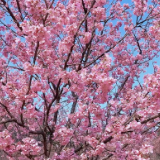 视频|临澧县太浮山樱花盛开 引燃春日浪漫