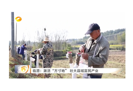 湖南卫视聚焦 | 临澧：激活“方寸地” 壮大县域富民产业