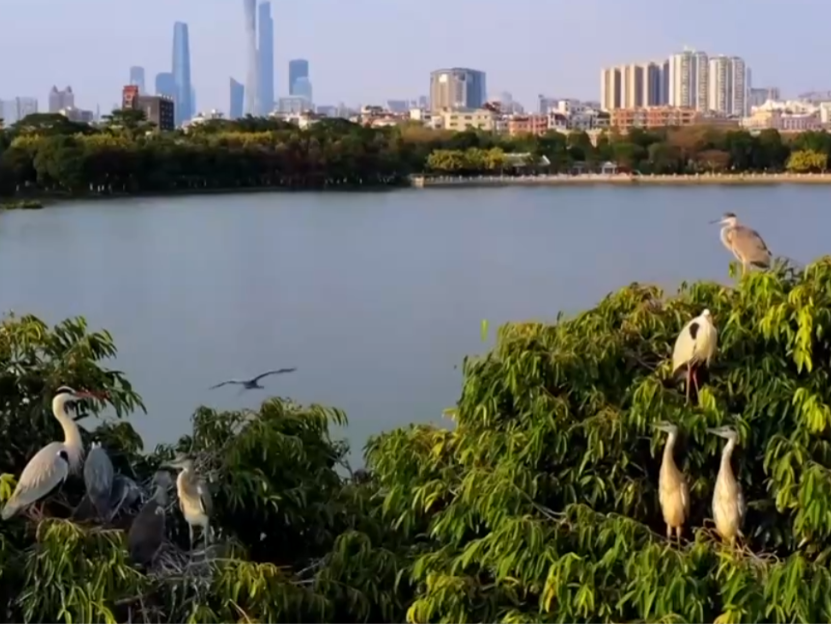 【新思想引领新征程·非凡“十四五”】建设公园城市 绘就宜居城市新画卷