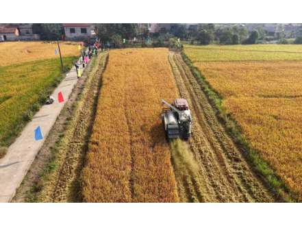 稳产又护绿！临澧四新岗镇低茬收割助力秸秆综合利用