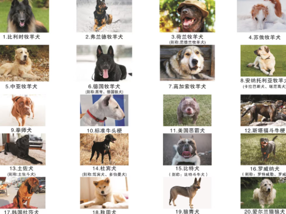 养犬证如何办理？常德市养犬证（牌）办理指引来了