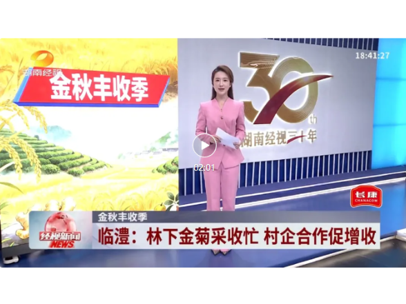 省台聚焦 | 临澧：林下金菊采收忙 村企合作促增收