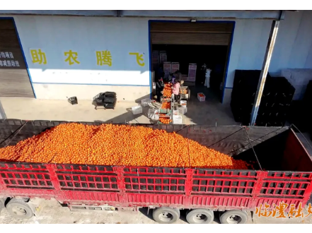常德新闻联播 | 临澧县岩龙村：脐橙畅销海外