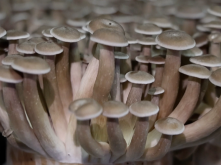 热销全国！临澧鹿茸菇飘香春节市场