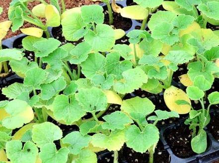 开干！临澧这里的春耕生机勃勃