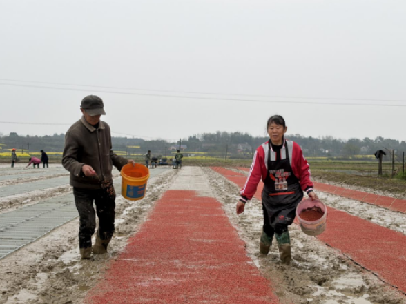 临澧县太浮镇：抢抓农时 育秧保春耕