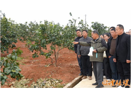 临澧：育产业带头人 促香水柚发展