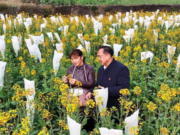 人民日报｜全国人大代表沈昌健：泥土育“金种”，田埂传“农声”