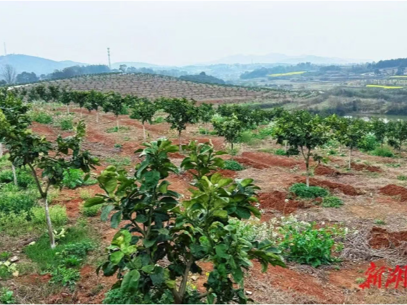 湖南日报 | 从一棵老柚树，到2万多亩柚林——“嫁接”来的产业