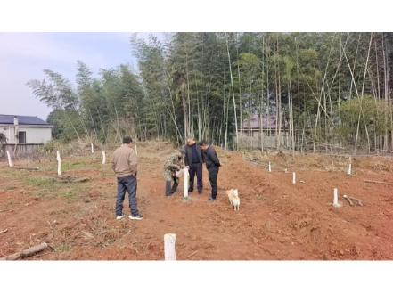 房前屋后香水柚，庭院飘香产业兴