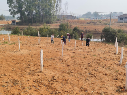 管护扩面齐头并进 香水柚产业再拓新版图