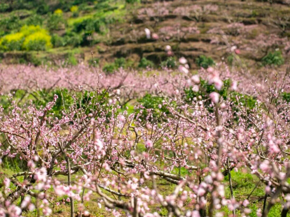 超美！去临澧刻木山乡奔赴一场粉色浪漫