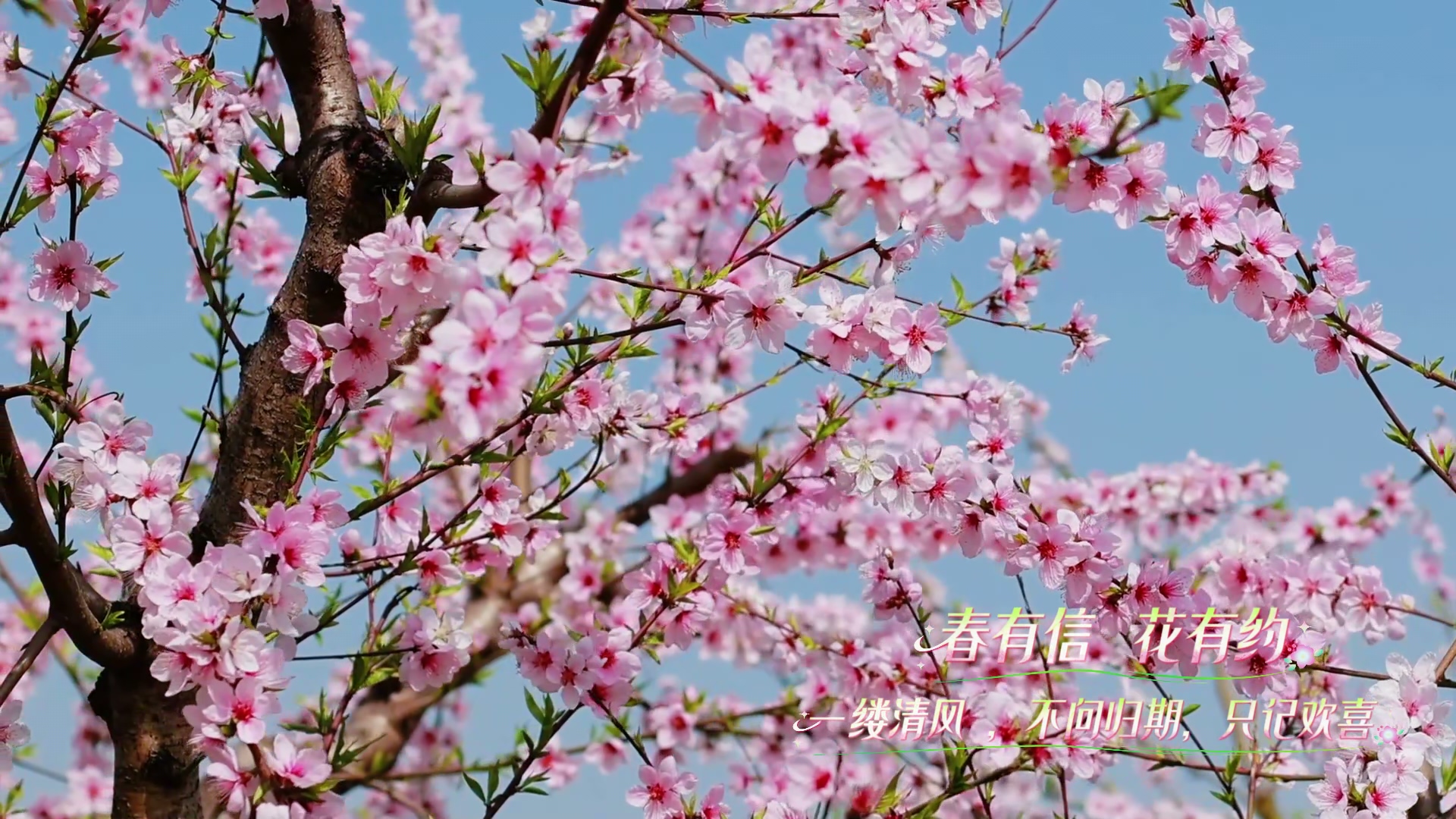 临澧刻木山乡:满目桃红美如画