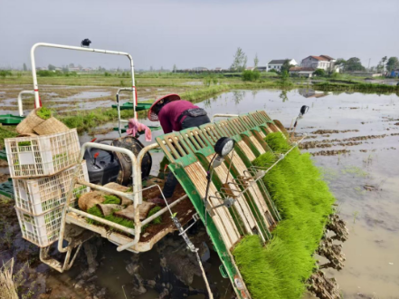 望城街道：早稻春耕忙 科技助丰产