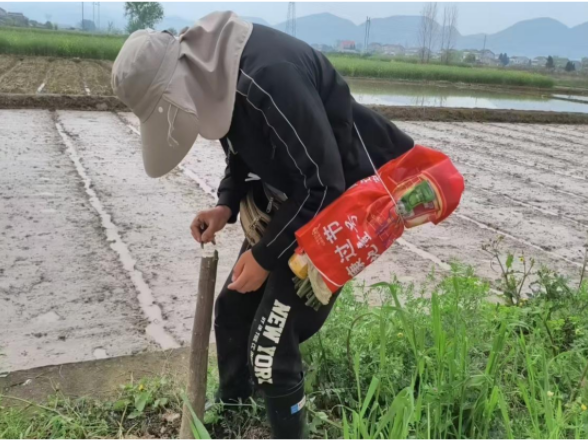 临澧县新安镇：香水柚产业提质增效  绘就乡村振兴新图景