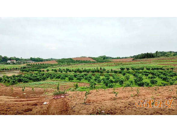 临澧县烽火乡：规模种植开新局 科学管护提品质