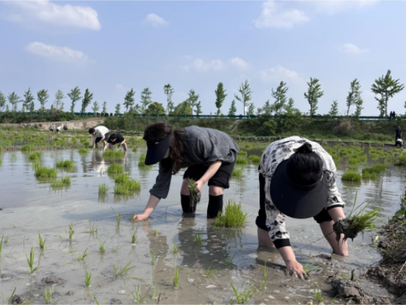 从办公室到田间地头：临澧县合口镇开展“青年行 耕初心”插秧实践活动