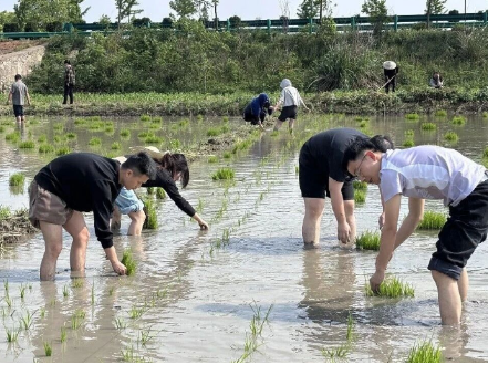 从“笔杆子”到“泥腿子”！看常德临澧合口镇青年干部的田间课堂→