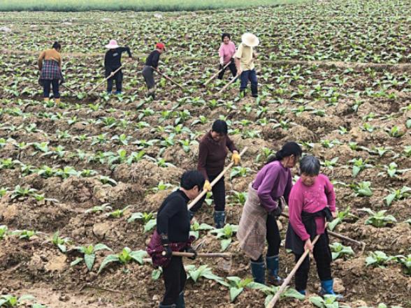 临澧雷水村：产业兴村舒画卷