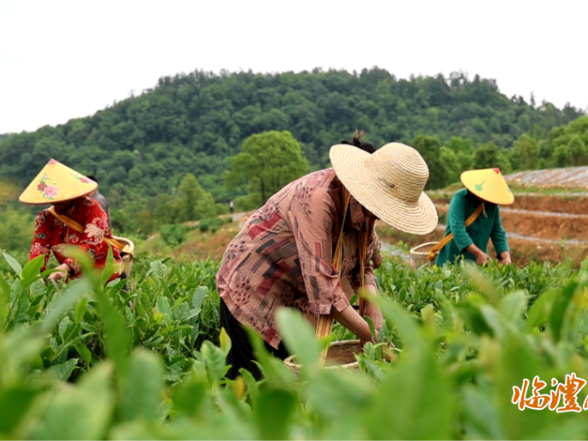 一叶润乡土 茶香满刻木——临澧荒山变茶园绘振兴画卷