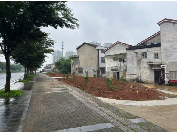 破栏透绿 柚香满园——安福街道安福路社区“拆围建绿”焕新人居环境