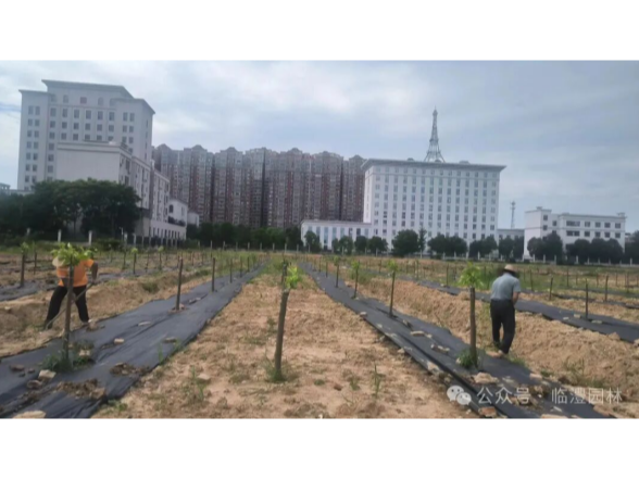 拆围建绿惠民生，精细养护守绿荫