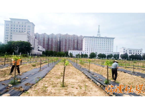 临澧：拆围建绿惠民生，精细养护守绿荫