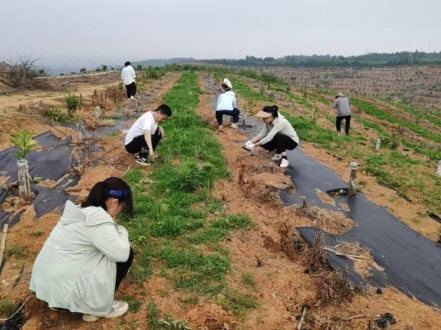 临澧刻木山乡：油茶基地提质增效 林下经济助农增收