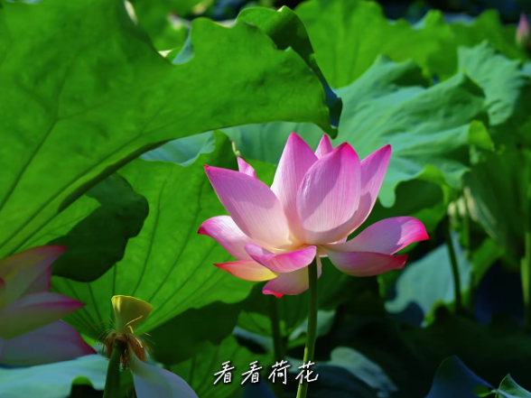 视频｜一池清荷藏风骨，伯渠故里解锁夏日美景
