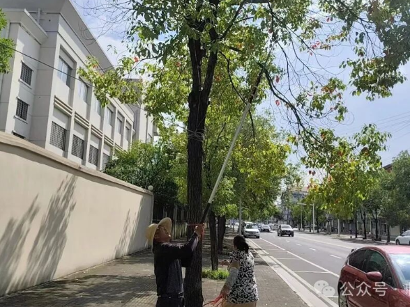 管护不松懈，守护城市风景线