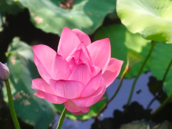 临澧：“荷”你相遇在芬芳的夏天