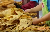 临澧县烤烟丰收 各收购站点全面开秤