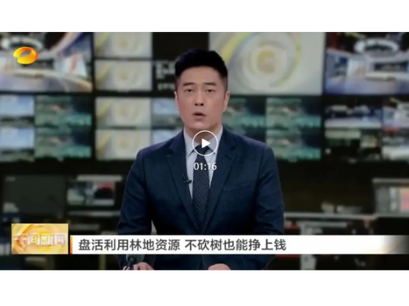 湖南卫视聚焦临澧林下经济