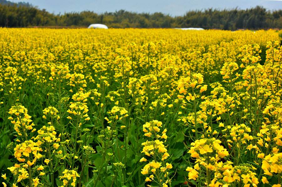 常德市评选出9个高质油菜新品种