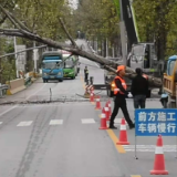 茶陵：集中砍伐枯死树 消除隐患保畅通