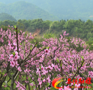 茶陵：桃花次第开 人间好时节