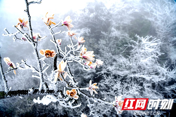 3.30图说（新平台）.jpg
