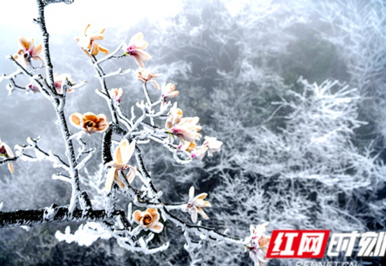 3月30日茶陵手机报