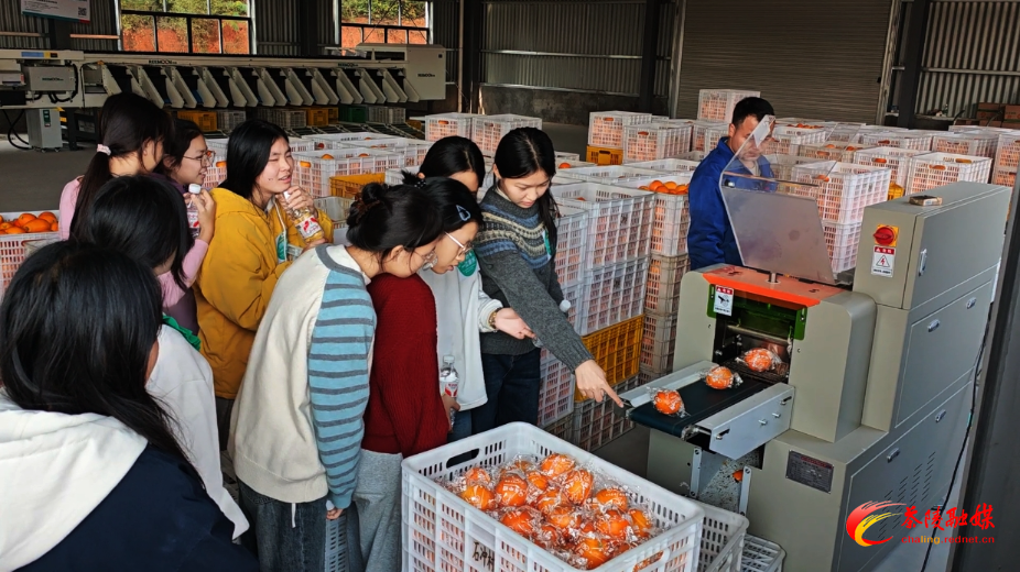 参观石冲脐橙产业园选果、包果车间