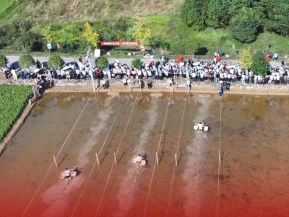 假期尾巴还能这样嗨，运粮、挑担、水田拔河、浑水摸鱼，白天田间撒欢，夜晚村BA总决赛燃情开打