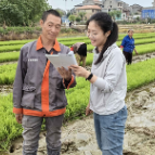 茶陵：气象为农“零距离” 服务水稻移栽