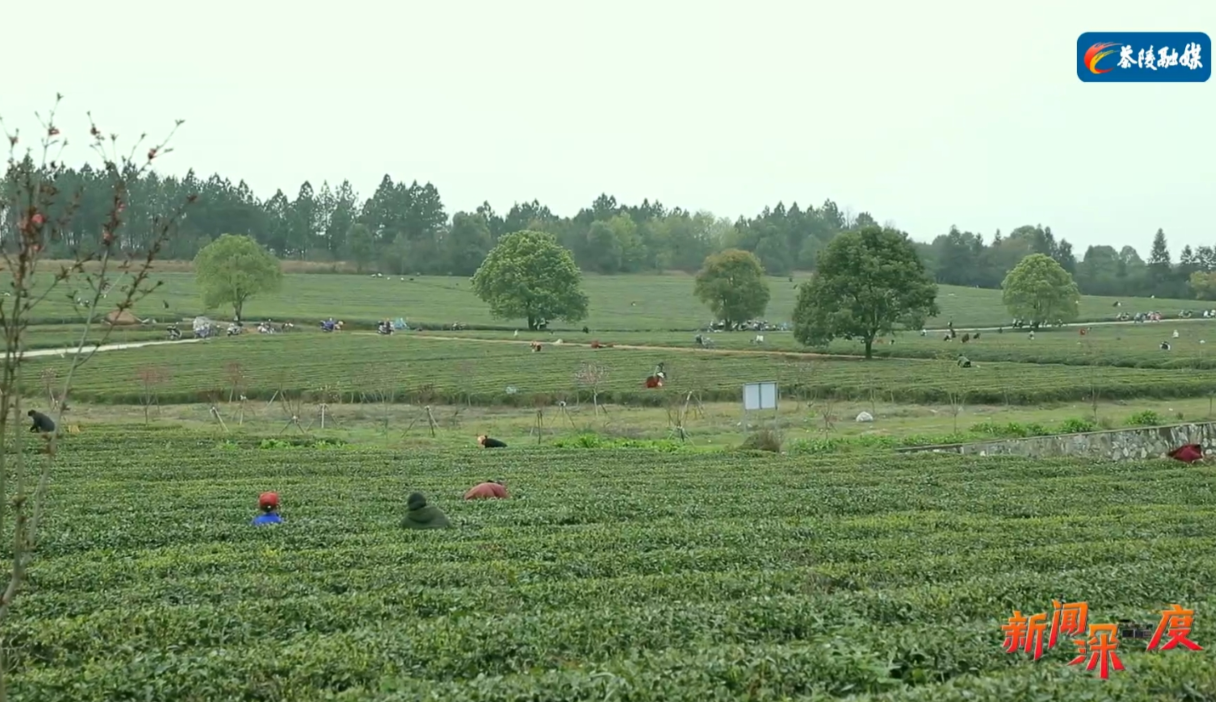 【新闻深一度】茶乡盛产黄金叶 打造国饮新名片