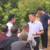 第一书记直播间走进湖口镇梅林村