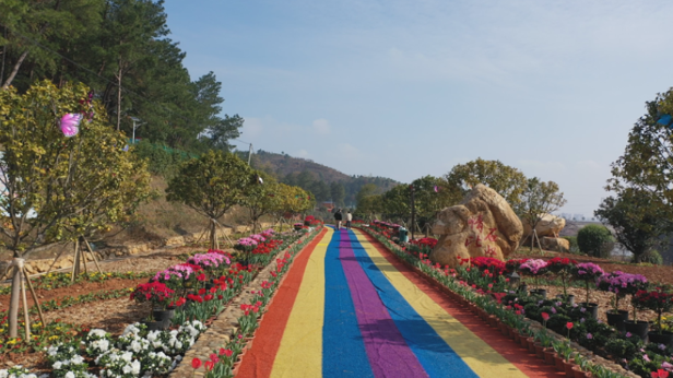 茶乡花海：项目提质推动旅游升温